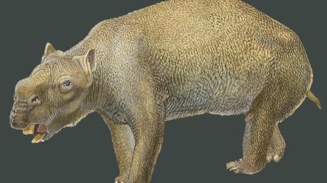 A drawing of a Diprotodon, a large hairy creature resembling a gigantic wombat with long yellow teeth, an elongated snout, a large round body with golden brown fur, and stumpy feet with long toes